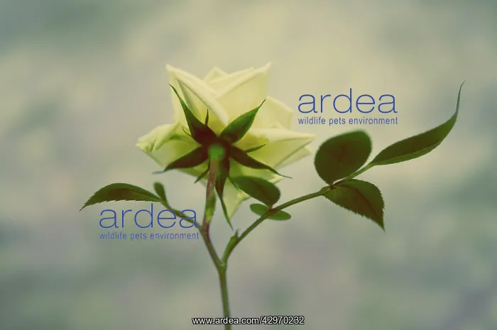 : Rose, Rosa : Rose, Rosa