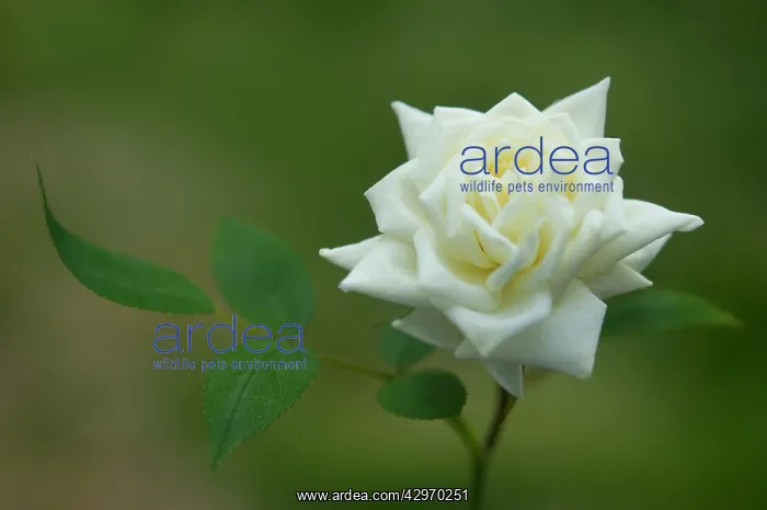 : Rose, Rosa : Rose, Rosa