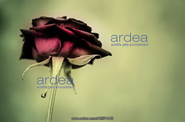 : Rose, Rosa : Rose, Rosa