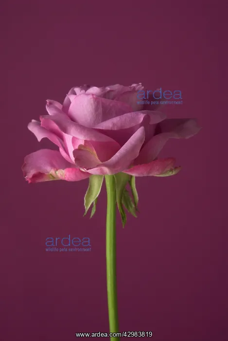 : Rose, Rosa : Rose, Rosa