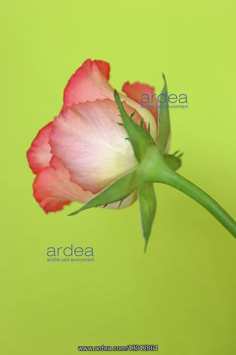 : Rose, Rosa : Rose, Rosa