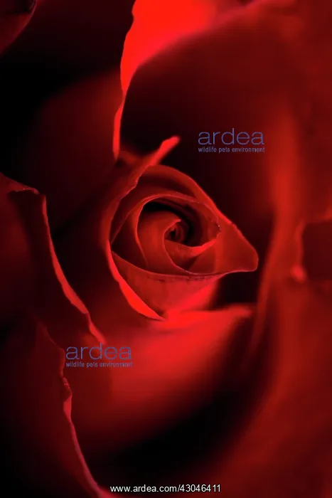 : Rose, Rosa : Rose, Rosa