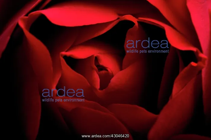 : Rose, Rosa : Rose, Rosa