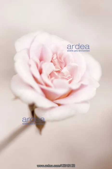 : Rose, Rosa : Rose, Rosa