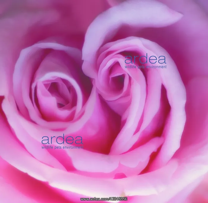 : Rose, Rosa : Rose, Rosa