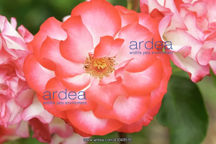 : Rose, Rosa : Rose, Rosa