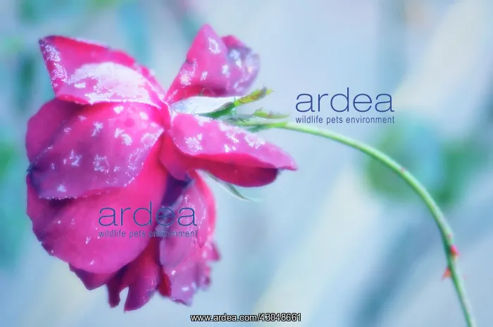 : Rose, Rosa : Rose, Rosa