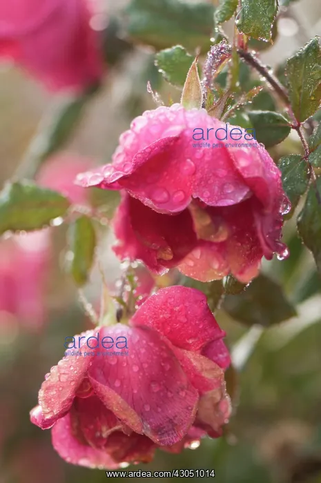  : Rose, Rosa
