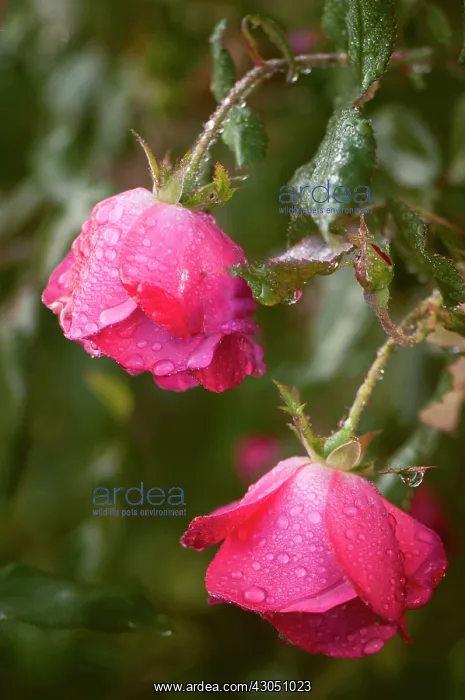 : Rose, Rosa : Rose, Rosa