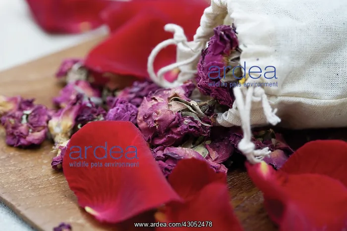  : Rose, Rosa
