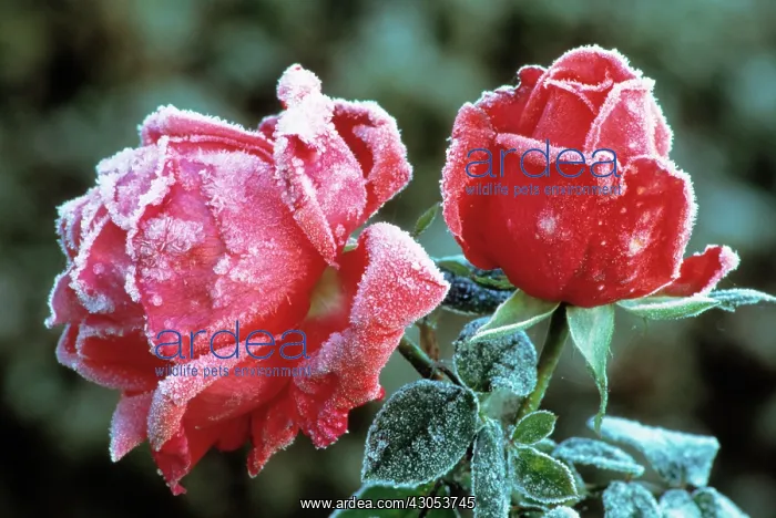 : Rose, Rosa : Rose, Rosa