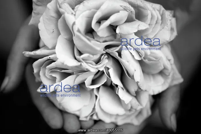 : Rose, Rosa : Rose, Rosa