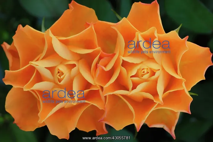 : Rose, Rosa : Rose, Rosa