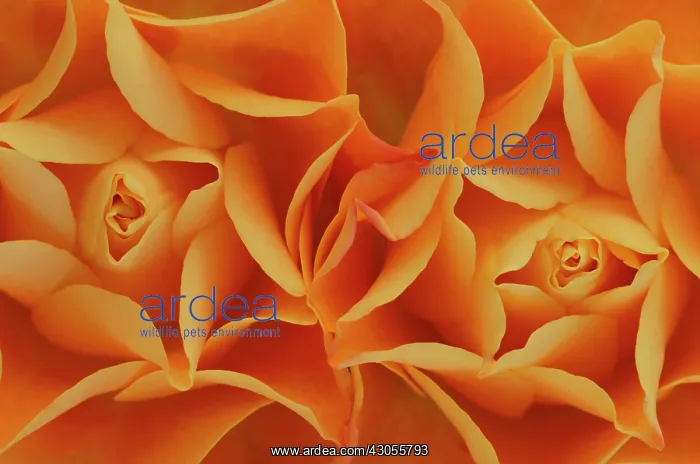 : Rose, Rosa : Rose, Rosa