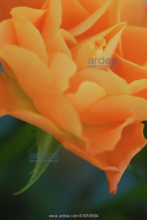 : Rose, Rosa : Rose, Rosa