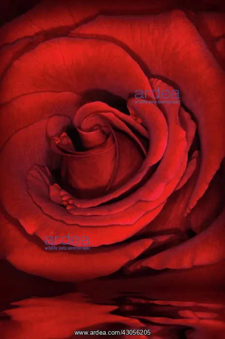 : Rose, Rosa : Rose, Rosa
