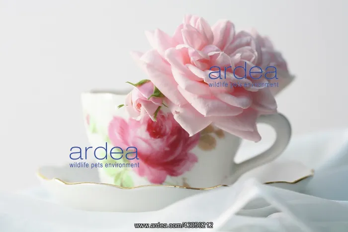 : Rose, Rosa : Rose, Rosa