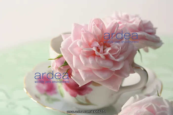 : Rose, Rosa : Rose, Rosa