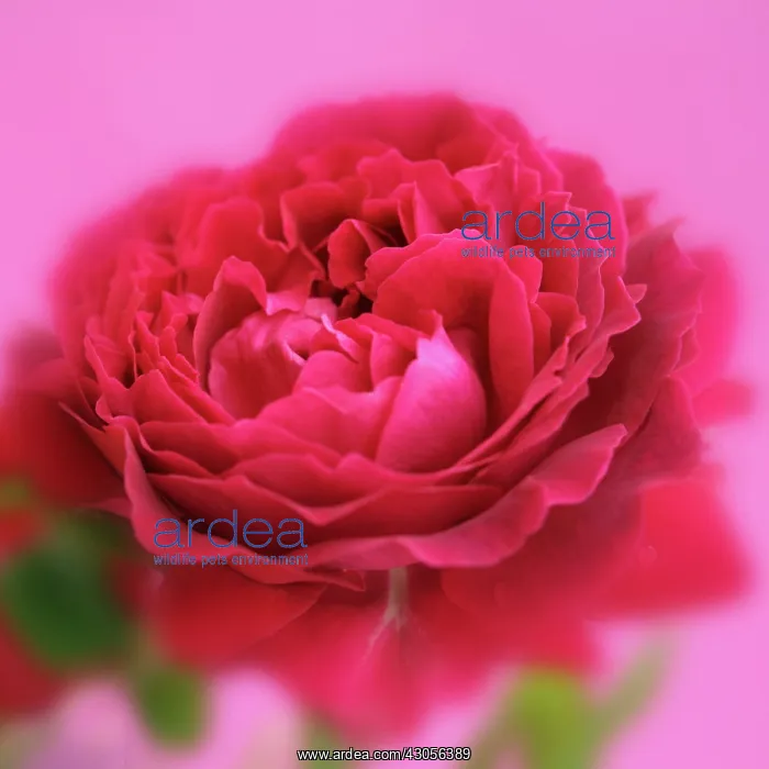 : Rose, Rosa : Rose, Rosa