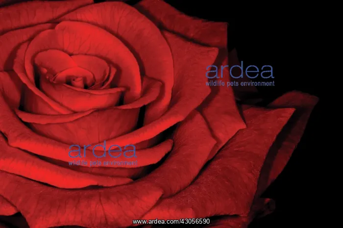 : Rose, Rosa : Rose, Rosa