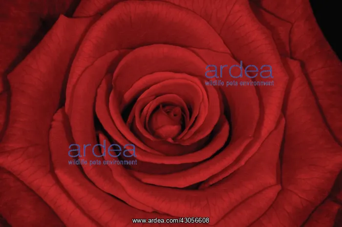 : Rose, Rosa : Rose, Rosa