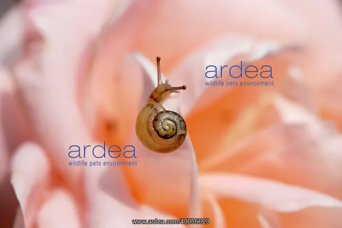 : Rose, Rosa : Rose, Rosa