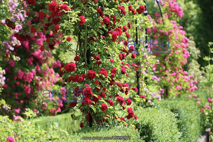 : Rose, Rosa : Rose, Rosa