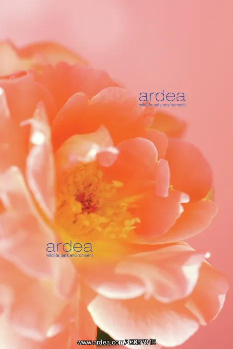 : Rose, Rosa : Rose, Rosa