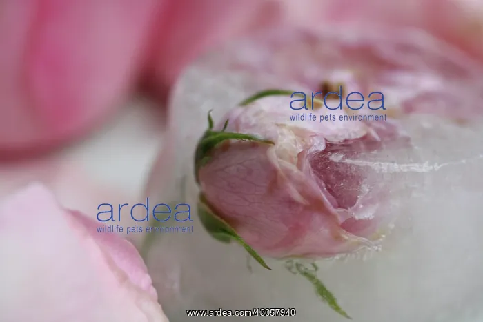 : Rose, Rosa : Rose, Rosa