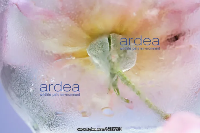 : Rose, Rosa : Rose, Rosa