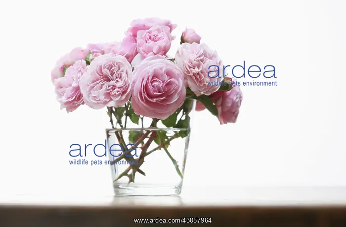 : Rose, Rosa : Rose, Rosa