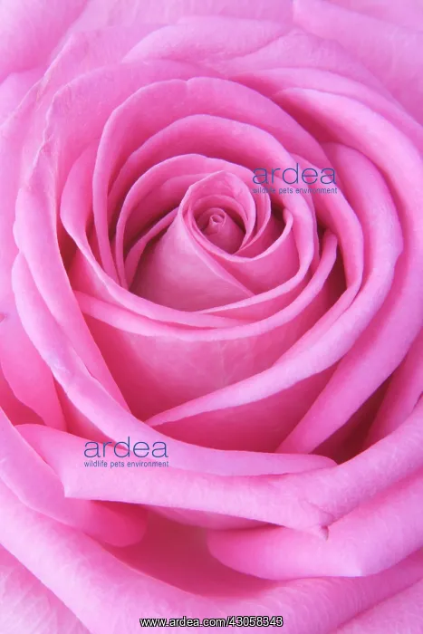 : Rose, Rosa : Rose, Rosa