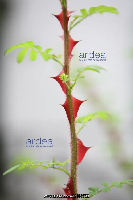 : Rose, Rosa : Rose, Rosa