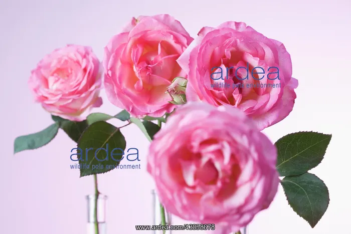 : Rose, Rosa : Rose, Rosa