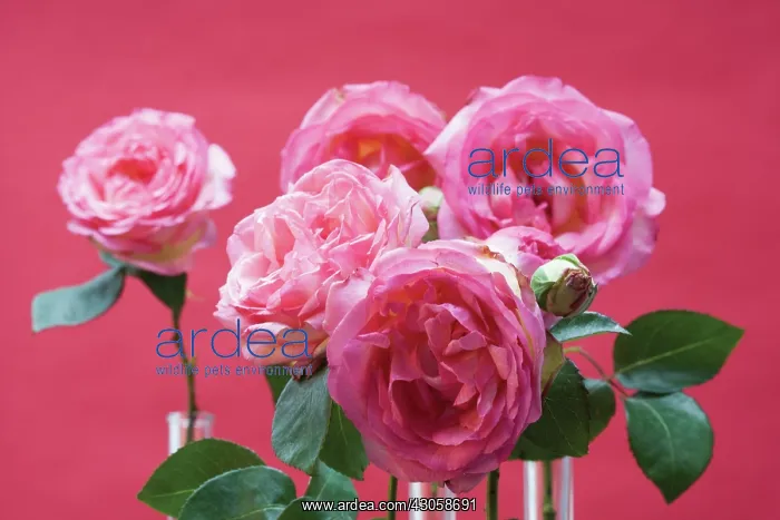 : Rose, Rosa : Rose, Rosa