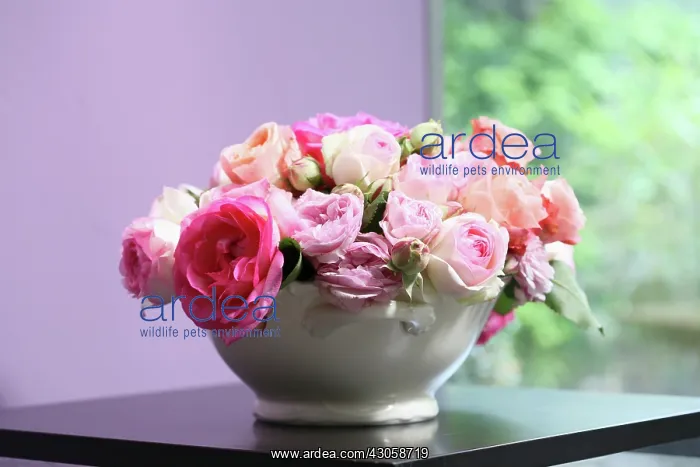 : Rose, Rosa : Rose, Rosa
