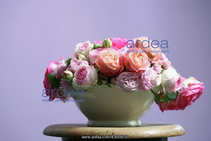 : Rose, Rosa : Rose, Rosa