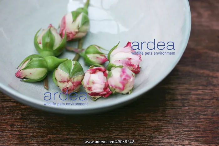 : Rose, Rosa : Rose, Rosa