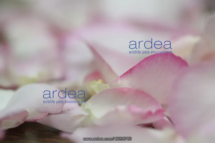 : Rose, Rosa : Rose, Rosa