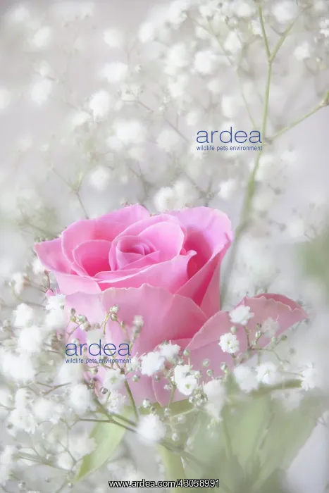 : Rose, Rosa : Rose, Rosa