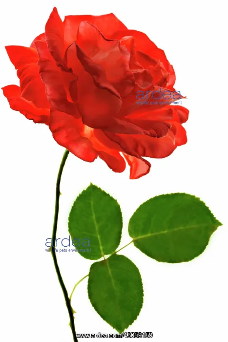 : Rose, Rosa : Rose, Rosa