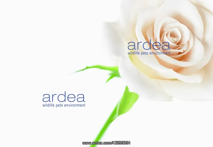 : Rose, Rosa : Rose, Rosa
