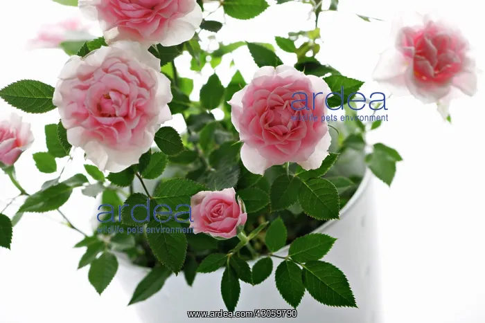 : Rose, Rosa : Rose, Rosa
