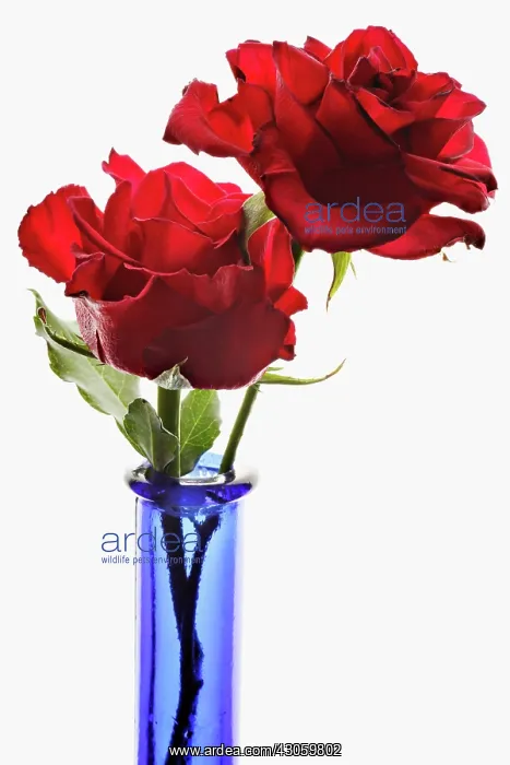 : Rose, Rosa : Rose, Rosa
