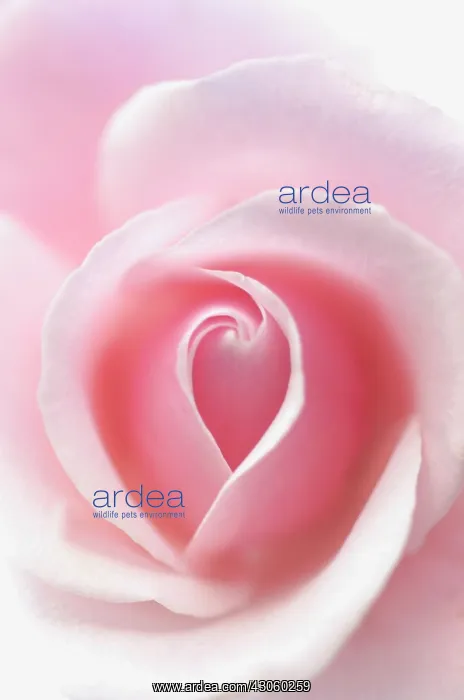 : Rose, Rosa : Rose, Rosa