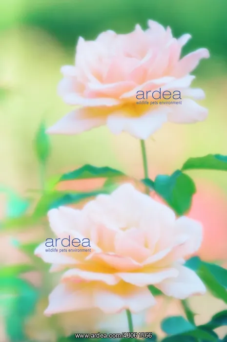 : Rose, Rosa : Rose, Rosa