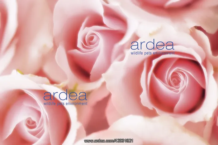  : Rose, Rosa