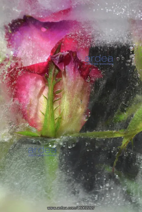 : Rose, Rosa : Rose, Rosa