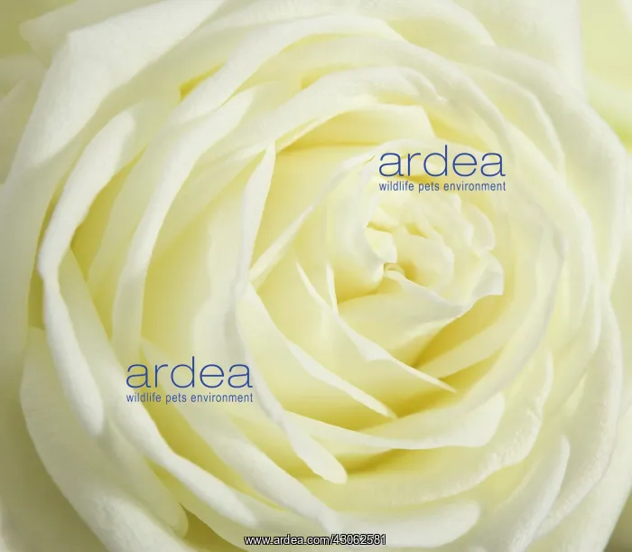 : Rose, Rosa : Rose, Rosa