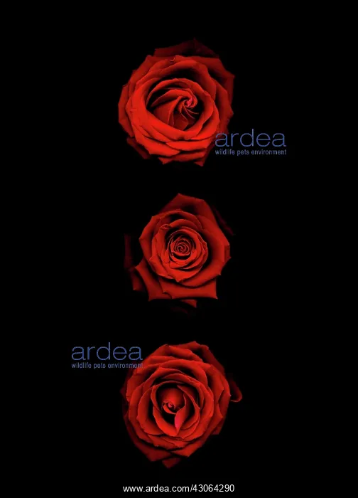 : Rose, Rosa : Rose, Rosa